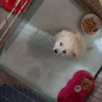 سگ خانگی پامر فروشی با لوازم  باکس و طوری