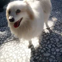 سگ اماده جفتگیری