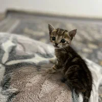 3 عدد بچه گربه دو تا نر یکی ماده