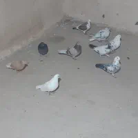 ۱۰ تا کبوتر پرشی معاوضه هم دارم