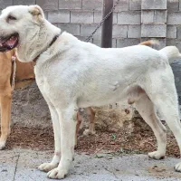 سگ آلابای روسی|سگ|احمدآبادمستوفی, |دیوار