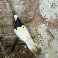 کفتر پرشی|پرنده|سبزوار, قصبه شرقی|دیوار