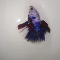 ماهی فایتر نر و ماده|ماهی|قدس, شهرقدس|دیوار