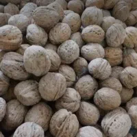 گردوی تازه دماوند