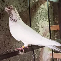 کبوتر پرشی ب شرط این که هوا می کنم