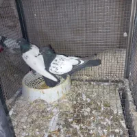 کبوتر سینه ای|پرنده|بابا حیدر, |دیوار