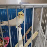 عروس هلندی لوتینو ماده مست و آوازخوان