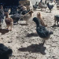 جوجه کاکولی مشکی اصل