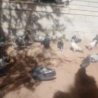 کبوتر کاشانی