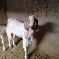 نر بز چاق فروشی