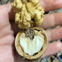 گردو پوست کنده تازه امسال و پارسال