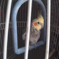 عروس هلندی. معاوضه با  دسته پلی 4