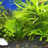 گیاه اکواریم