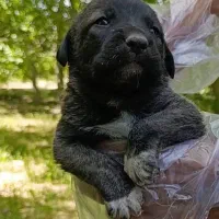 تو*له های سگ سرابی