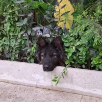 سگ ژرمن نر شولاین|سگ|آستانه اشرفیه, |دیوار