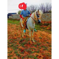اسب مادیان