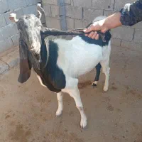 بز نر میش|حیوانات مزرعه|اندیمشک, |دیوار