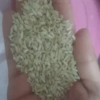 برنج چمپا محلی کیلویی ۲۵۰ هزار تمن