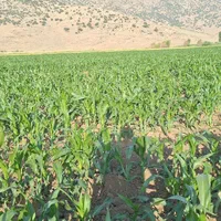 سرکارگر|خدمات باغبانی و درختکاری|کرمانشاه, |دیوار