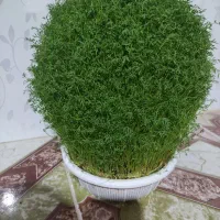 سبزه جهت مراسمات شادی وتویل تکن|گل مصنوعی|کوهدشت, |دیوار