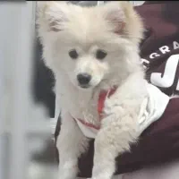 سگ اشپیتز پامر