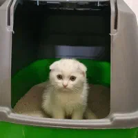 گربه اسکاتیش فولد