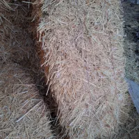 کلش دیمی سیلو ذرت