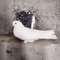 کبوتر|پرنده|فرخشهر, |دیوار