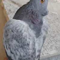 کبوتر|پرنده|لردگان, |دیوار