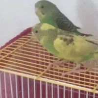 مرغ عشق سرحال زبر زرنگ