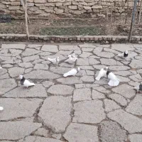 کفتر|پرنده|جوکار, |دیوار