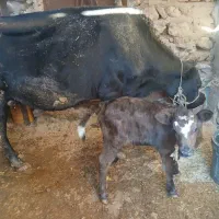 گاو فروشی|حیوانات مزرعه|دره شهر, |دیوار