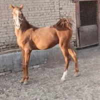کره نریان