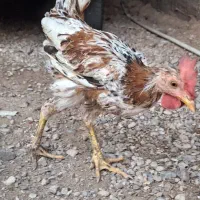 خروس|حیوانات مزرعه|اهواز, ملاشیه|دیوار