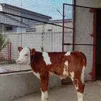 دامهای درجه یک|حیوانات مزرعه|رشت, تازه آباد|دیوار