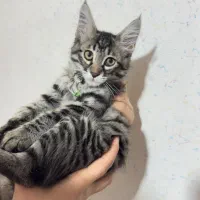 گربه دورگه|گربه|سمنان, |دیوار