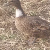 فروش اردک ،مرغ و خروس محلی|حیوانات مزرعه|ضیابر, |دیوار