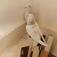 کفتر بی بوب|پرنده|تربت‌حیدریه, طالقانی|دیوار