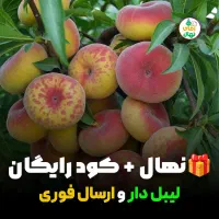 سفارش نهال هلو انجیری با پرداخت درب منزل