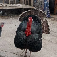 بوقلمون