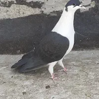 کفترطلافقط400ت|پرنده|باغستان, |دیوار