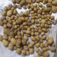 فروش پنجاه تن سیب بذری بامبو 403