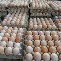 تخم نطفه دار مرغ یا بوقلمون