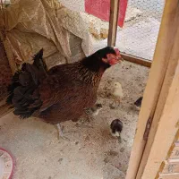 فروش مرغ مادر  محلی اصل و شش جوجه محلی