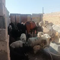 آخور.خر گله|حیوانات مزرعه|رفسنجان, |دیوار