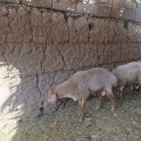 بره شیرازی اصل|حیوانات مزرعه|نرماشیر, |دیوار