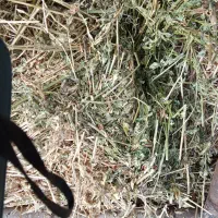 لوازم دام گاو گوسفند|لوازم جانبی حیوانات|قصابه, |دیوار