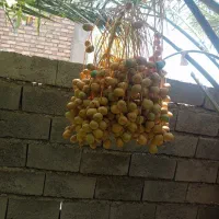 خرما خارک|خوردنی و آشامیدنی|تهران, دروس|دیوار