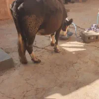 گوساله سمیتال ماده فروشی|حیوانات مزرعه|دهگلان, |دیوار