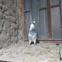 کبوتر ابلغ چاپی|پرنده|هامون, |دیوار